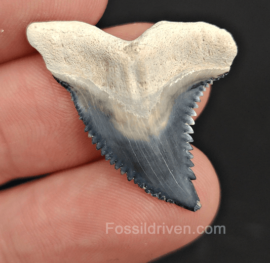 Authentic, 1.25" Fossil Hemipristis Tooth - Bone Valley, Florida - Fossil Driven