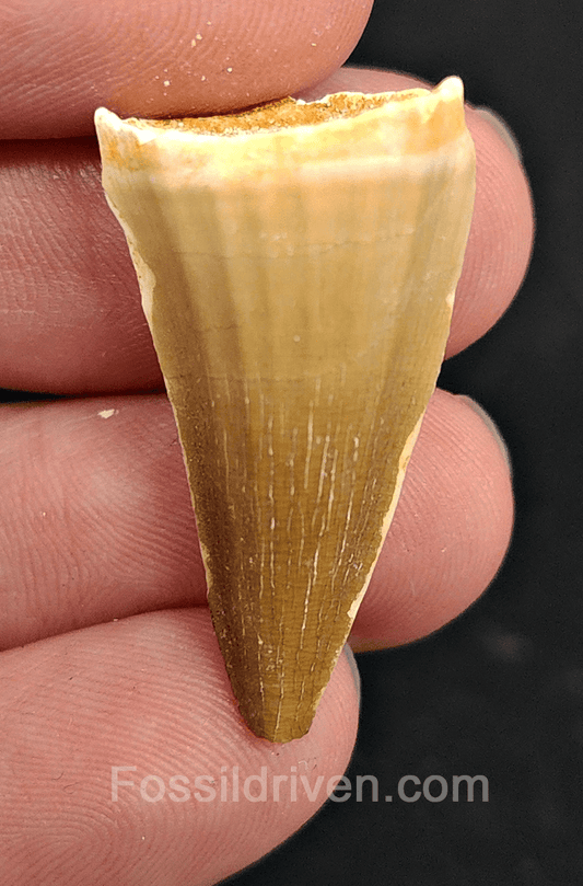 Authentic, 1.25" Mosasaur Tooth - Morocco - Fossil Driven