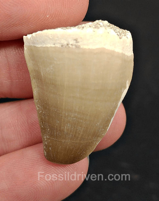Authentic, 1.25" Mosasaur Tooth - Morocco (Mosa 2111) - Fossil Driven