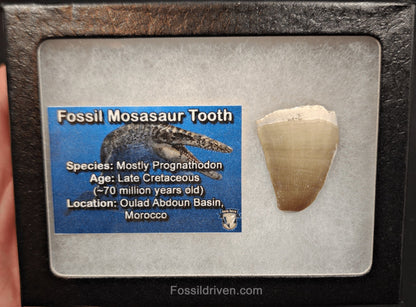 Authentic, 1.25" Mosasaur Tooth - Morocco (Mosa 2111) - Fossil Driven