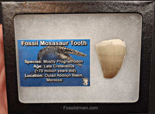 Authentic, 1.25" Mosasaur Tooth - Morocco (Mosa 2111) - Fossil Driven
