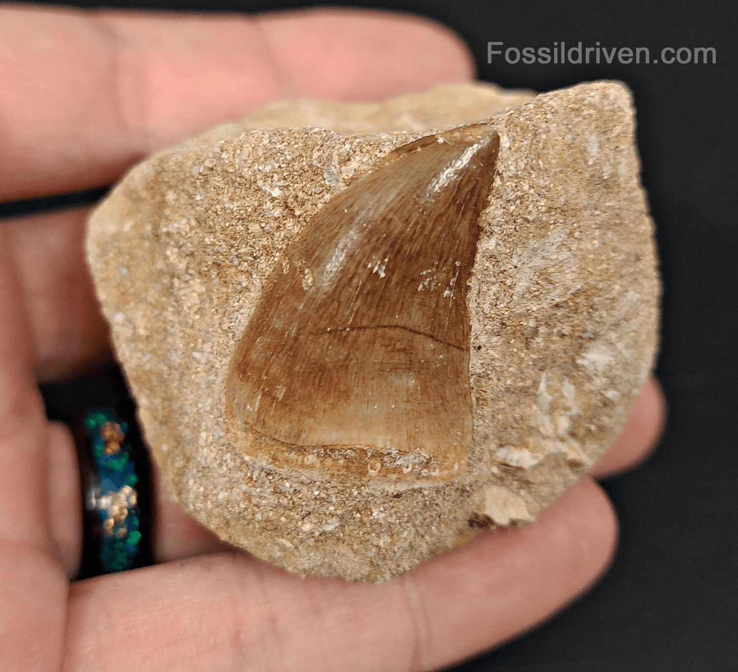 Authentic 1.28" Mosasaur Tooth in Matrix - Morocco - Fossil Driven