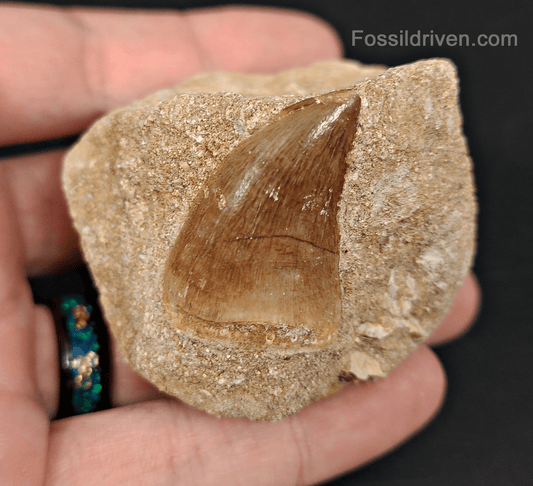 Authentic 1.28" Mosasaur Tooth in Matrix - Morocco - Fossil Driven