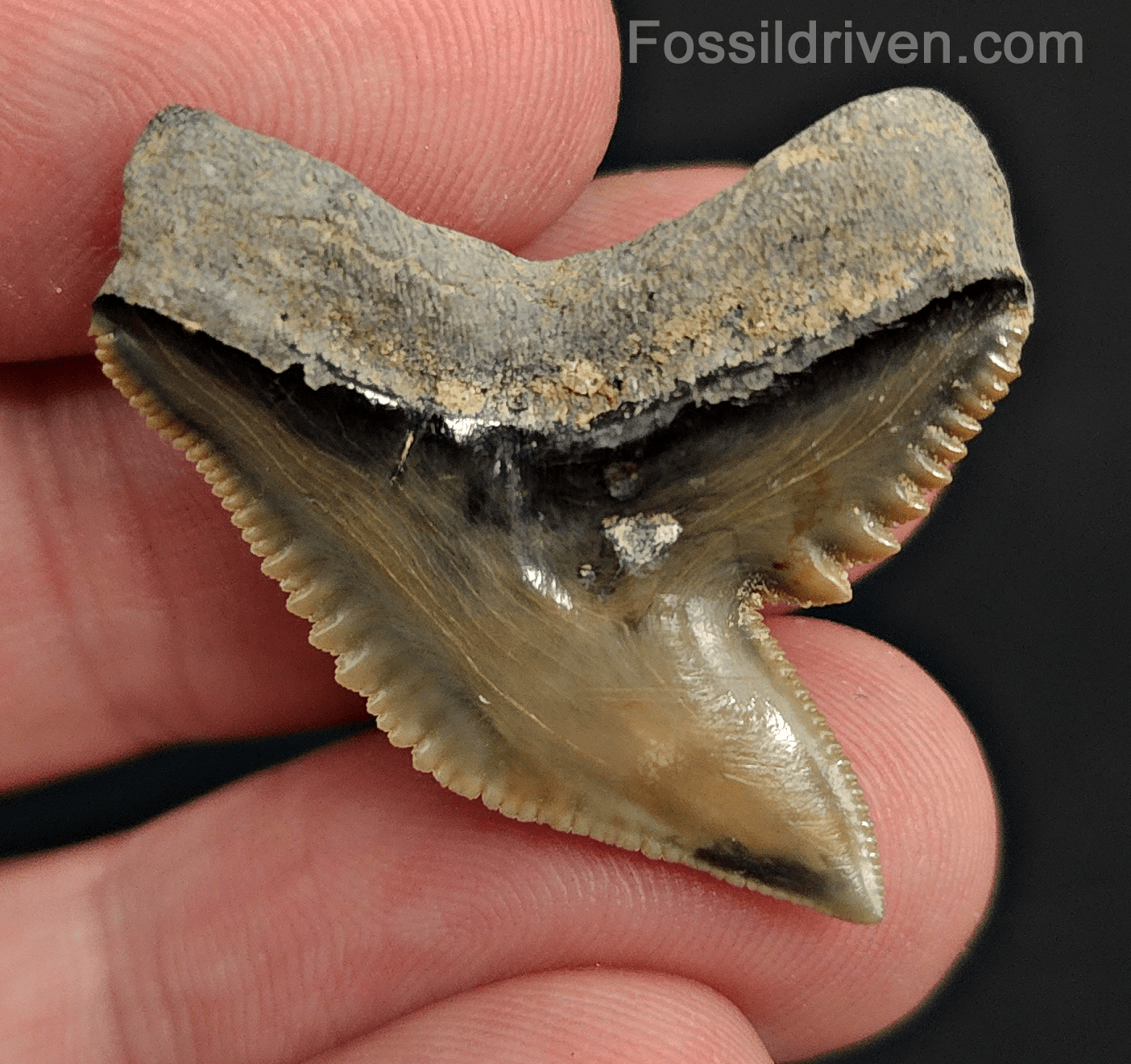 Authentic 1.29" Fossil Tiger Shark Tooth – Bone Valley, Florida - Fossil Driven