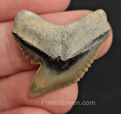 Authentic 1.29" Fossil Tiger Shark Tooth – Bone Valley, Florida - Fossil Driven