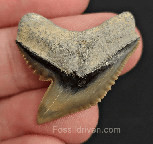 Authentic 1.29" Fossil Tiger Shark Tooth – Bone Valley, Florida - Fossil Driven