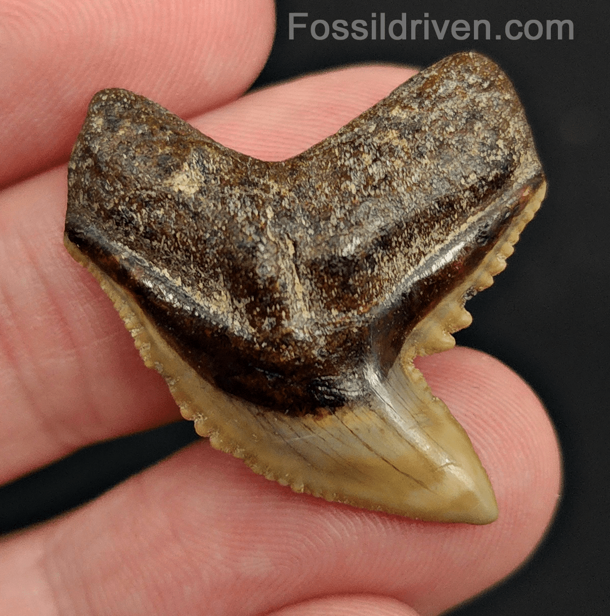 Authentic 1.29" Fossil Tiger Shark Tooth – South West, Florida - Fossil Driven