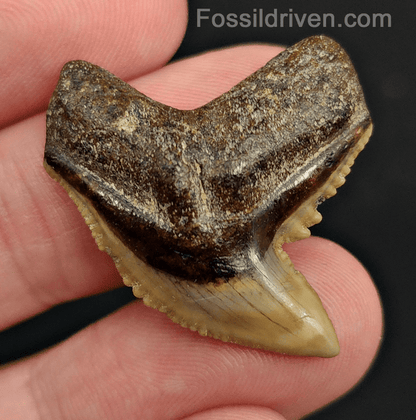 Authentic 1.29" Fossil Tiger Shark Tooth – South West, Florida - Fossil Driven