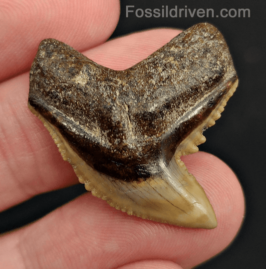 Authentic 1.29" Fossil Tiger Shark Tooth – South West, Florida - Fossil Driven