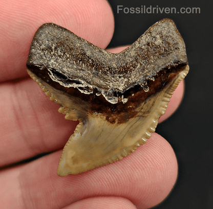Authentic 1.29" Fossil Tiger Shark Tooth – South West, Florida - Fossil Driven