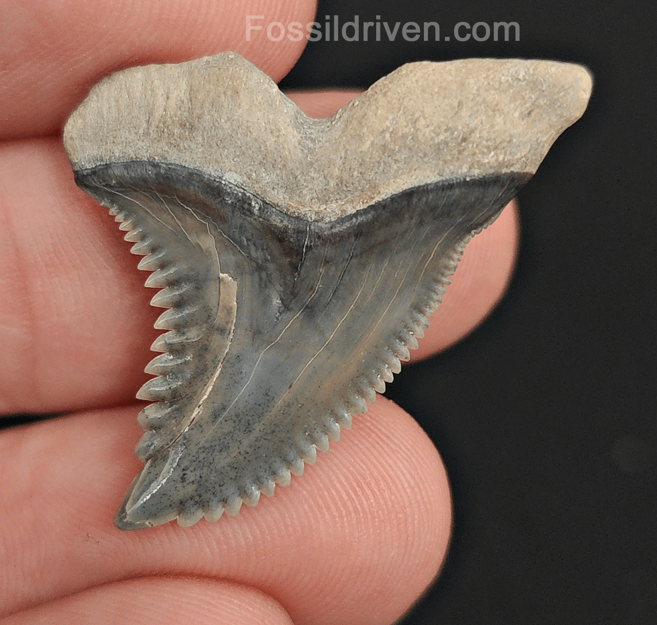 Authentic, 1.31" Fossil Hemipristis Tooth - Bone Valley, Florida - Fossil Driven