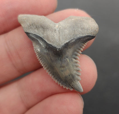 Authentic, 1.31" Fossil Hemipristis Tooth - Bone Valley, Florida - Fossil Driven