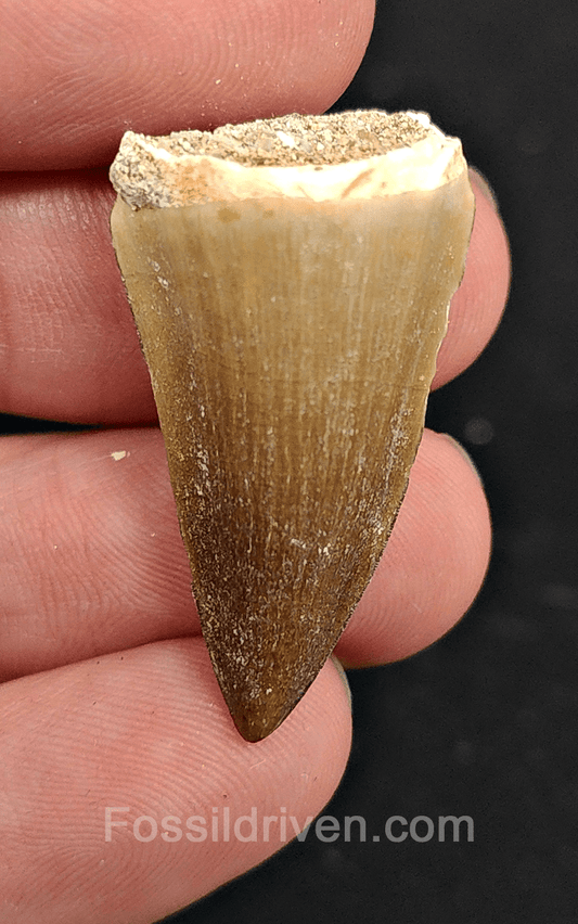 Authentic, 1.31" Mosasaur Tooth - Morocco - Fossil Driven