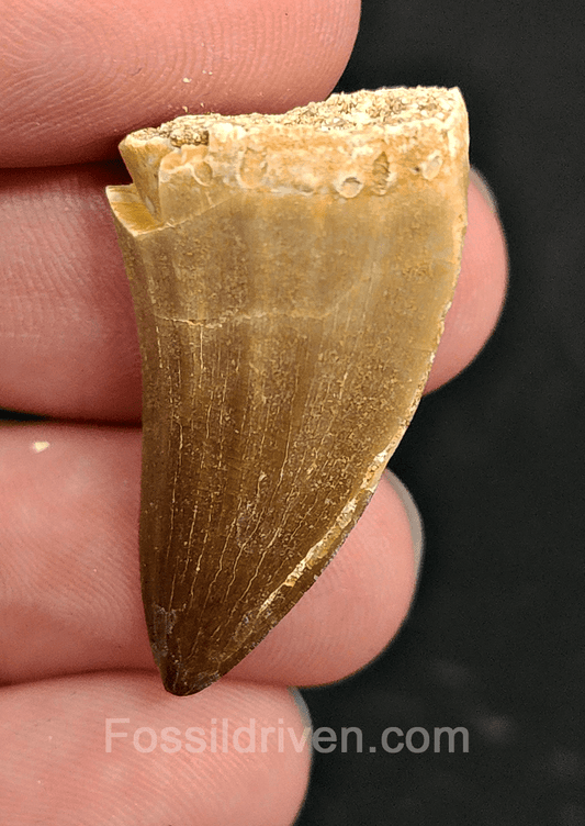 Authentic, 1.31" Mosasaur Tooth - Morocco - Fossil Driven