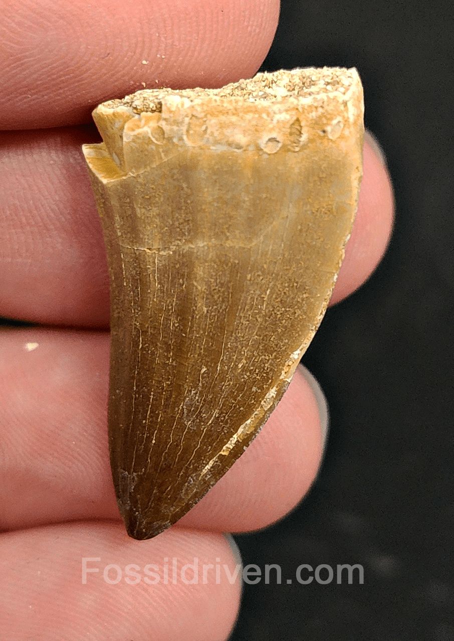 Authentic, 1.31" Mosasaur Tooth - Morocco (Mosa 2112) - Fossil Driven