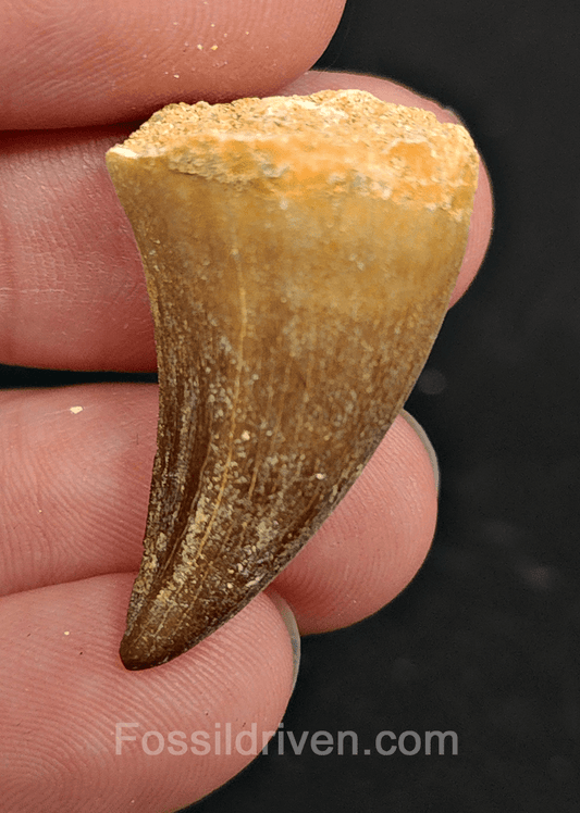 Authentic, 1.32" Mosasaur Tooth - Morocco - Fossil Driven