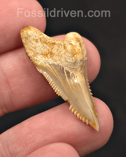 Authentic, 1.35" Fossil Hemipristis Shark Tooth - Java, Indonesia - Fossil Driven