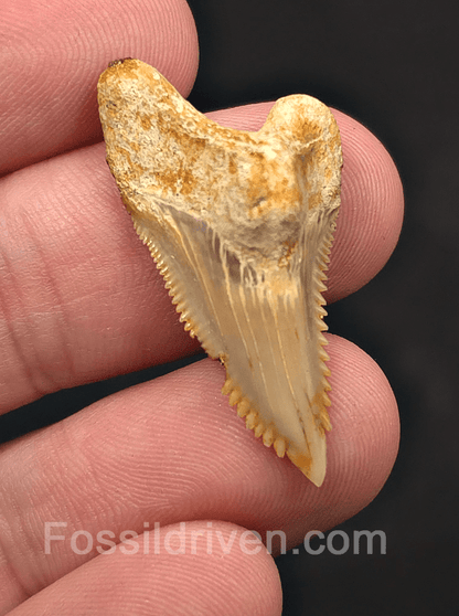 Authentic, 1.35" Fossil Hemipristis Shark Tooth - Java, Indonesia - Fossil Driven