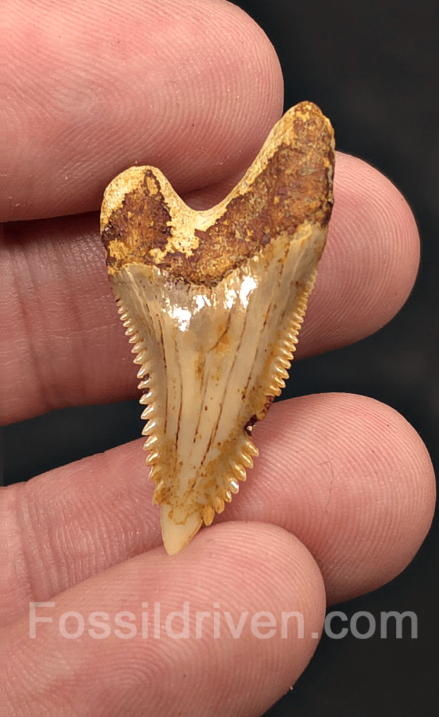 Authentic, 1.35" Fossil Hemipristis Shark Tooth - Java, Indonesia - Fossil Driven