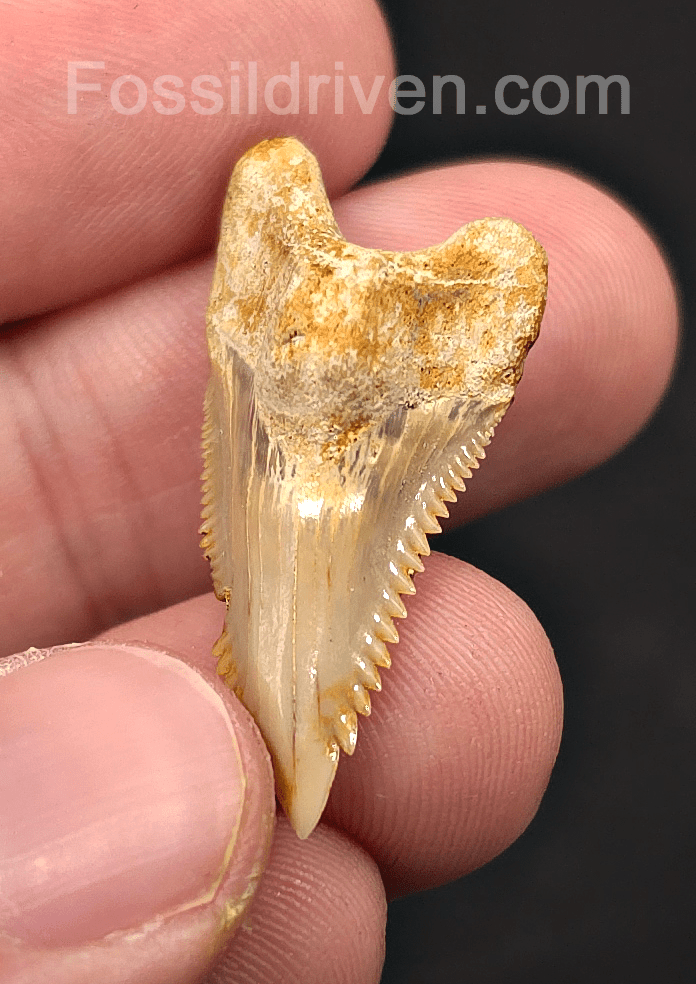 Authentic, 1.35" Fossil Hemipristis Shark Tooth - Java, Indonesia - Fossil Driven