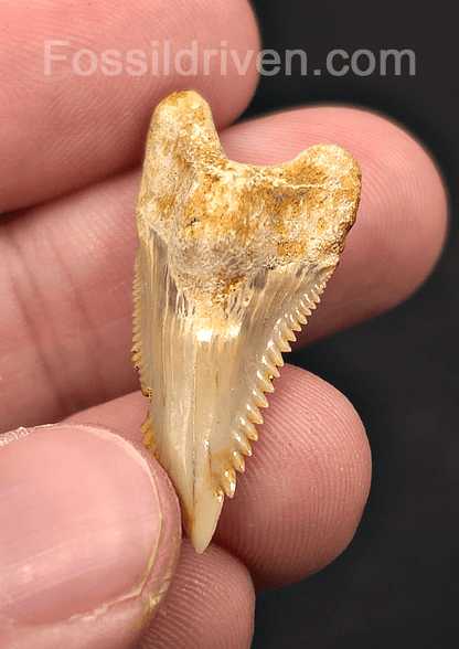 Authentic, 1.35" Fossil Hemipristis Shark Tooth - Java, Indonesia - Fossil Driven