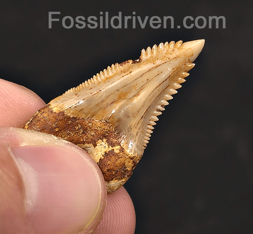 Authentic, 1.35" Fossil Hemipristis Shark Tooth - Java, Indonesia - Fossil Driven
