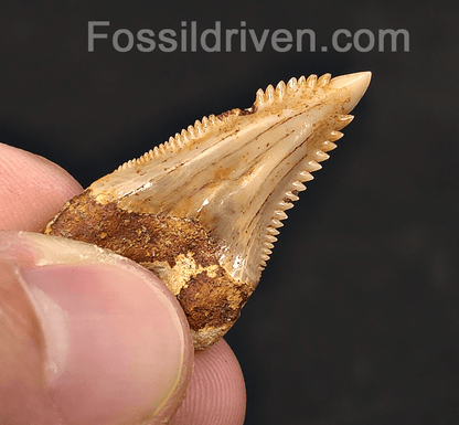 Authentic, 1.35" Fossil Hemipristis Shark Tooth - Java, Indonesia - Fossil Driven