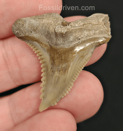 Authentic, 1.35" Fossil Hemipristis Tooth - Bone Valley, Florida - Fossil Driven