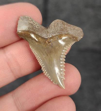 Authentic, 1.35" Fossil Hemipristis Tooth - Bone Valley, Florida - Fossil Driven