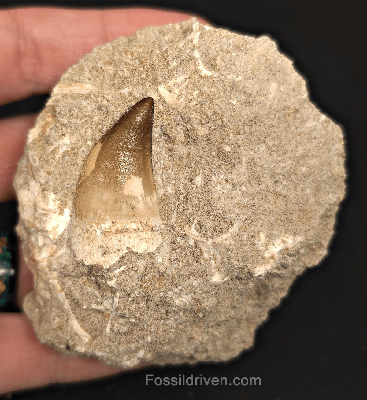 Authentic 1.35" Mosasaur Tooth in Matrix - Morocco - Fossil Driven