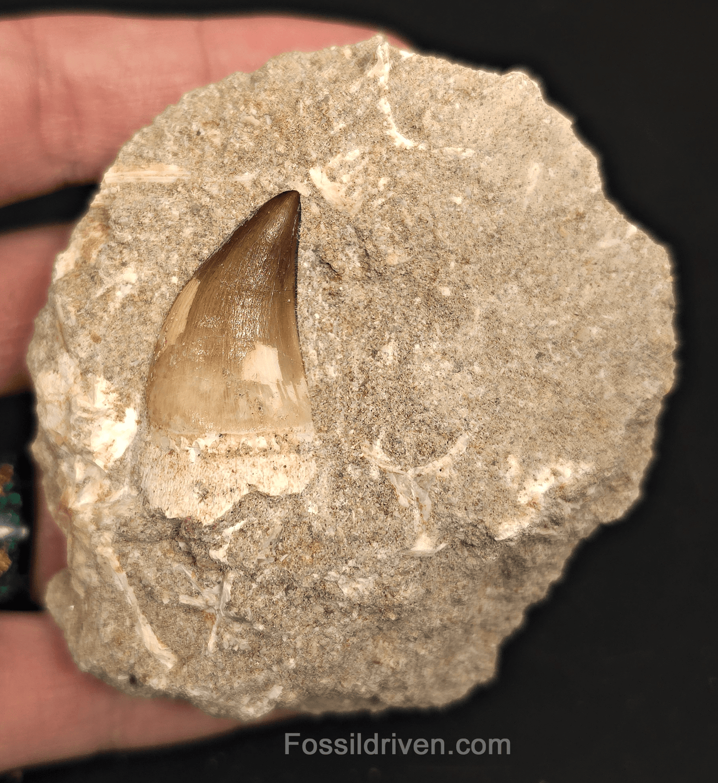 Authentic 1.35" Mosasaur Tooth in Matrix - Morocco - Fossil Driven