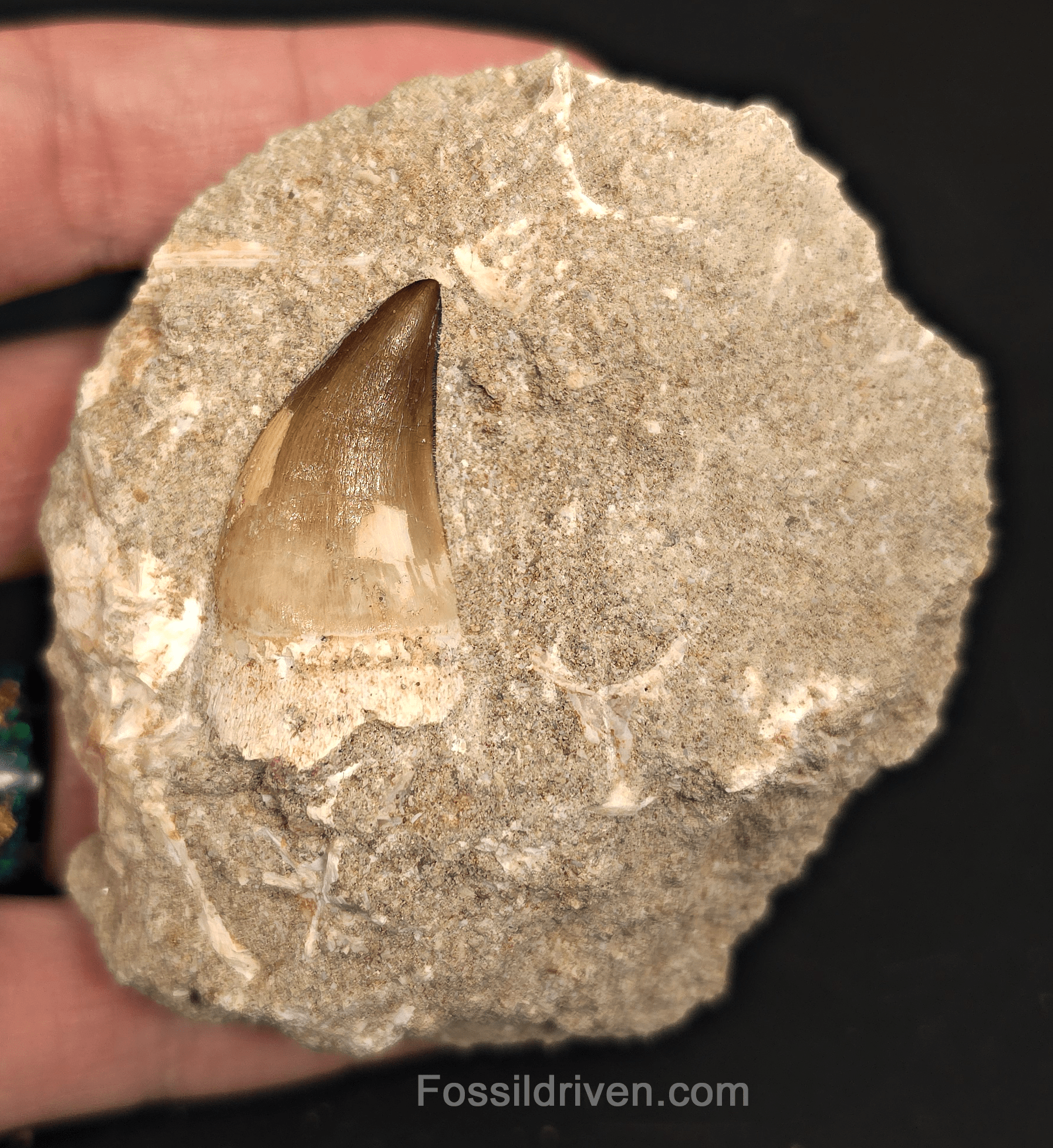 Authentic 1.35" Mosasaur Tooth in Matrix - Morocco - Fossil Driven