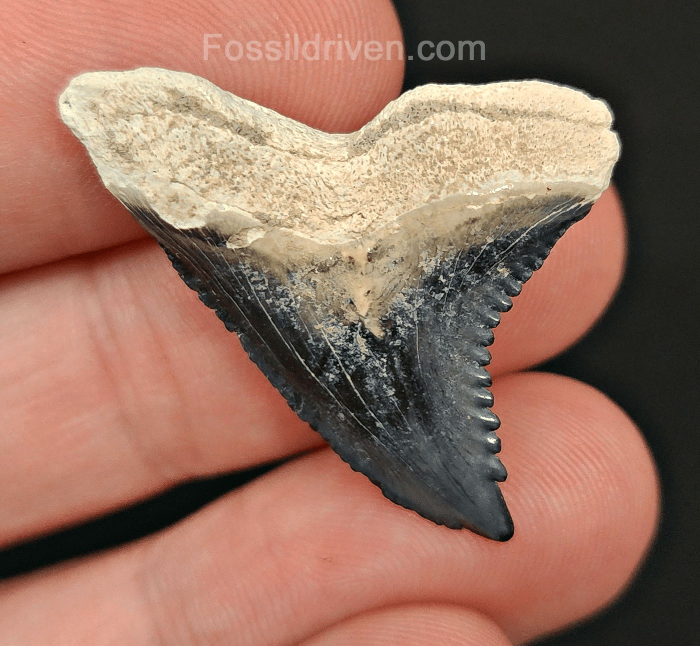Authentic, 1.36" Fossil Hemipristis Tooth - Bone Valley, Florida - Fossil Driven