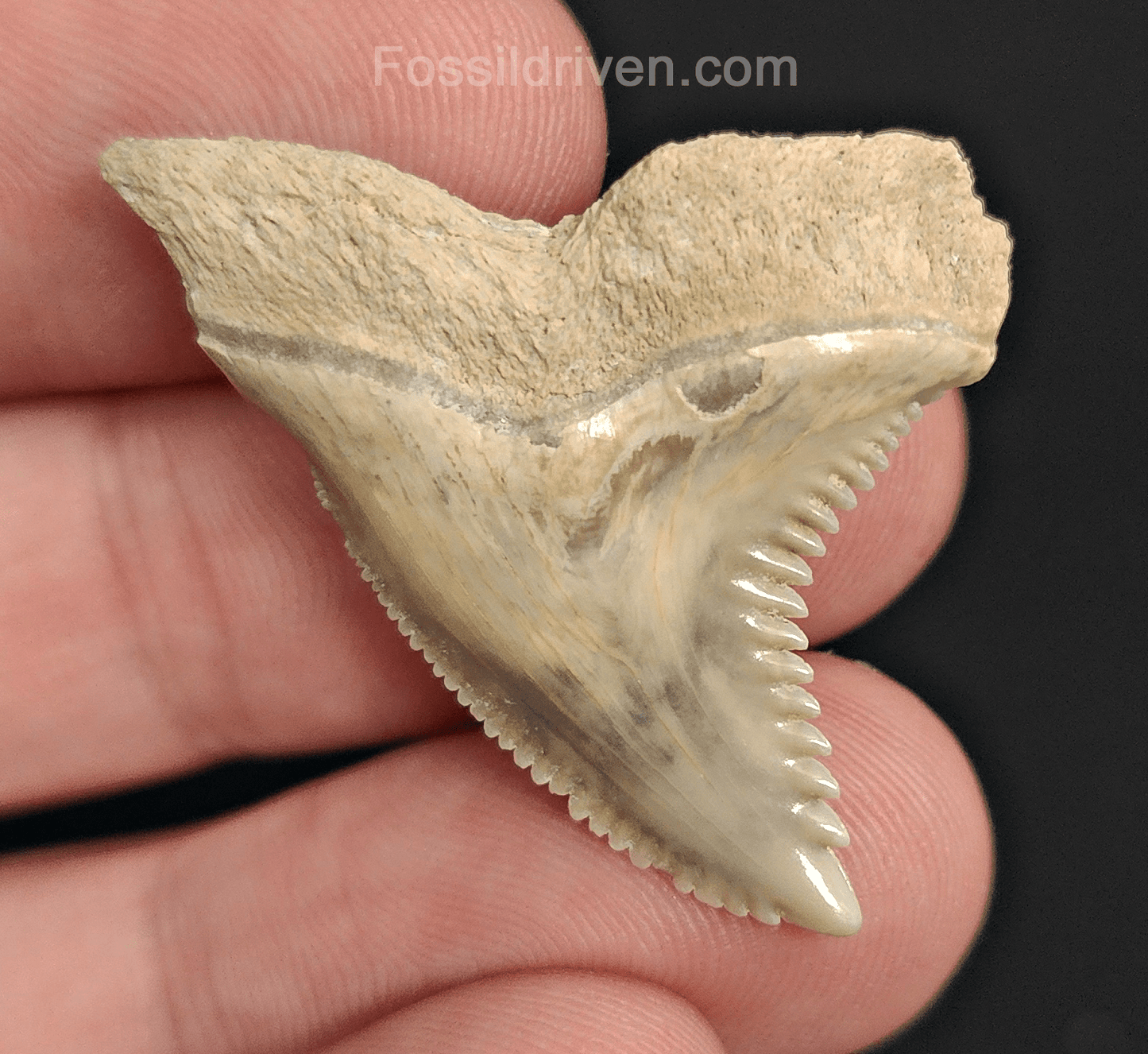 Authentic, 1.41" Fossil Hemipristis Tooth - Bone Valley, Florida - Fossil Driven