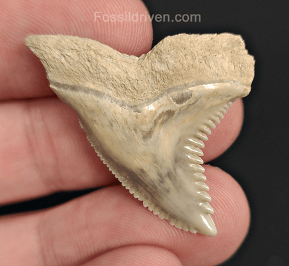 Authentic, 1.41" Fossil Hemipristis Tooth - Bone Valley, Florida - Fossil Driven