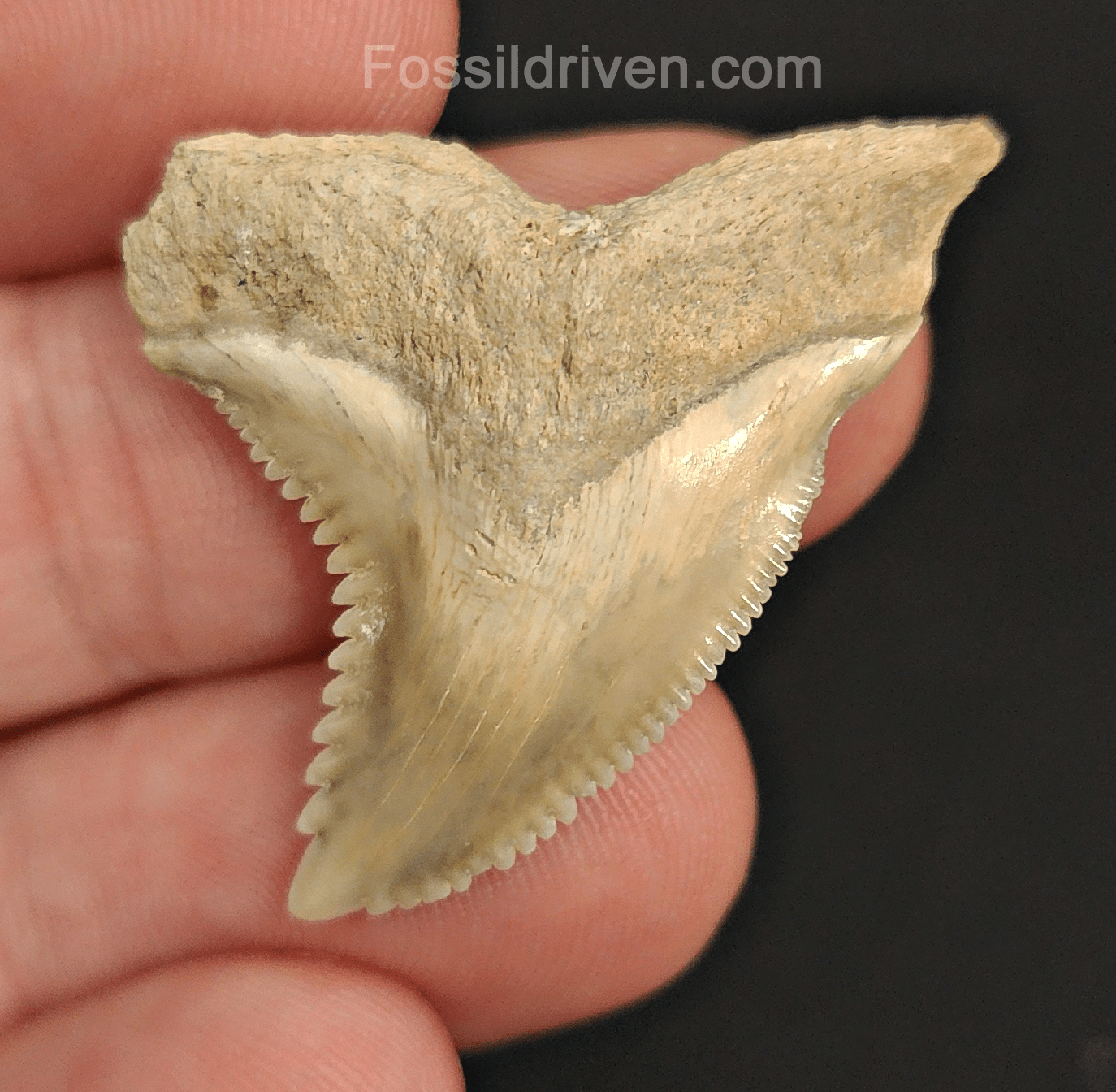 Authentic, 1.41" Fossil Hemipristis Tooth - Bone Valley, Florida - Fossil Driven