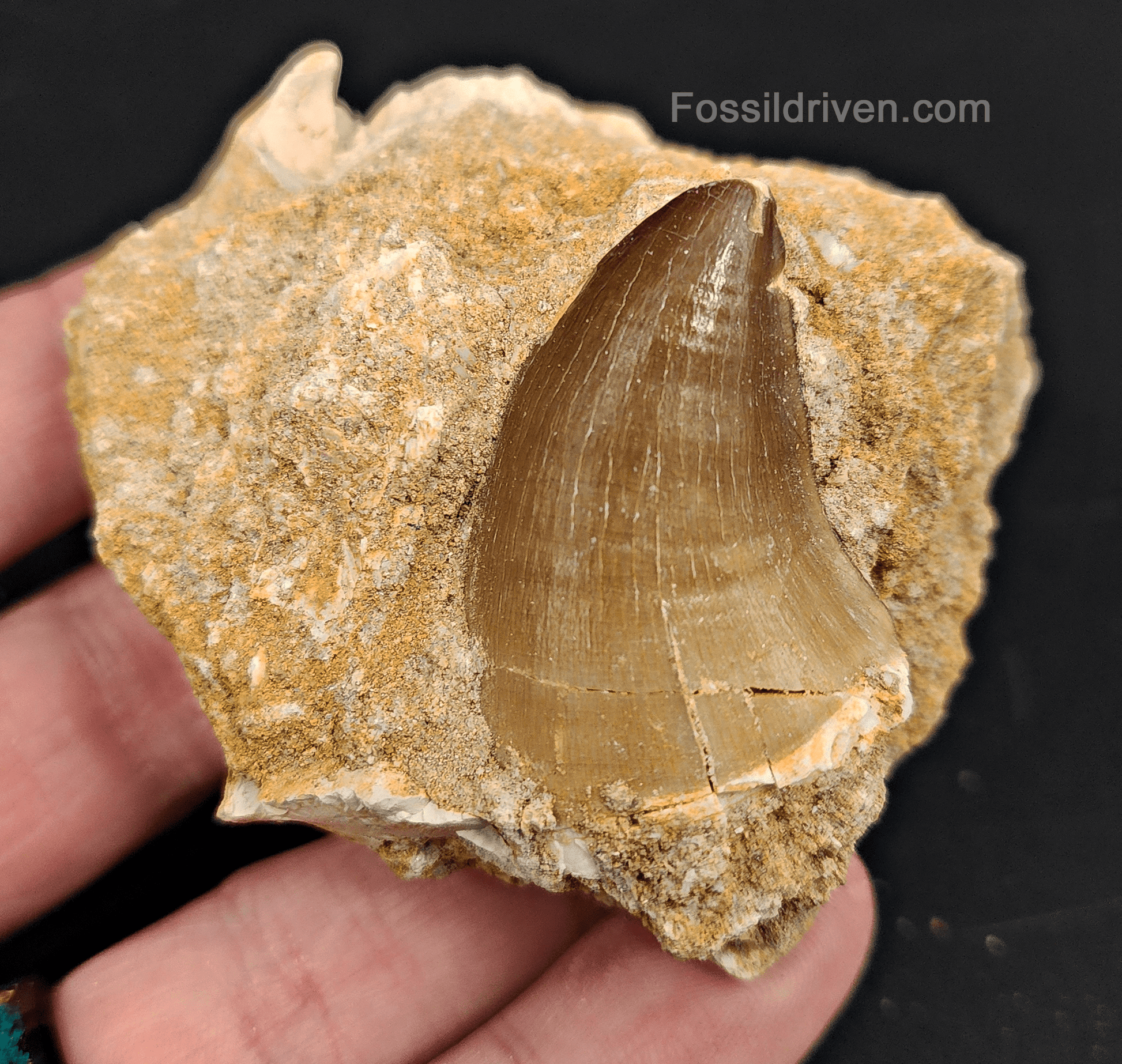 Authentic 1.41" Mosasaur Tooth in Matrix - Morocco - Fossil Driven