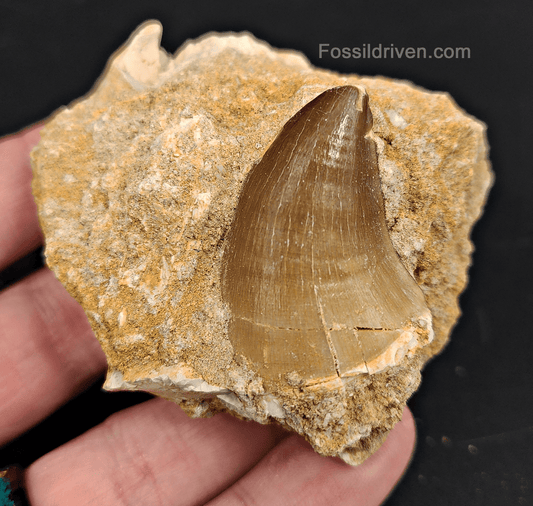 Authentic 1.41" Mosasaur Tooth in Matrix - Morocco - Fossil Driven