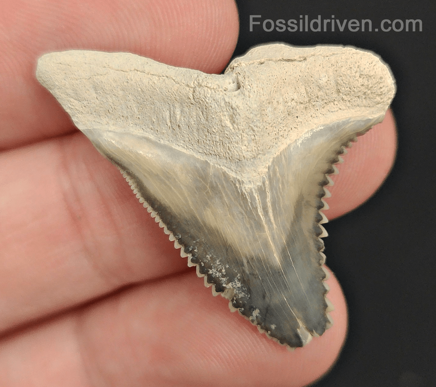 Authentic, 1.44" Fossil Hemipristis Tooth - Bone Valley, Florida - Fossil Driven
