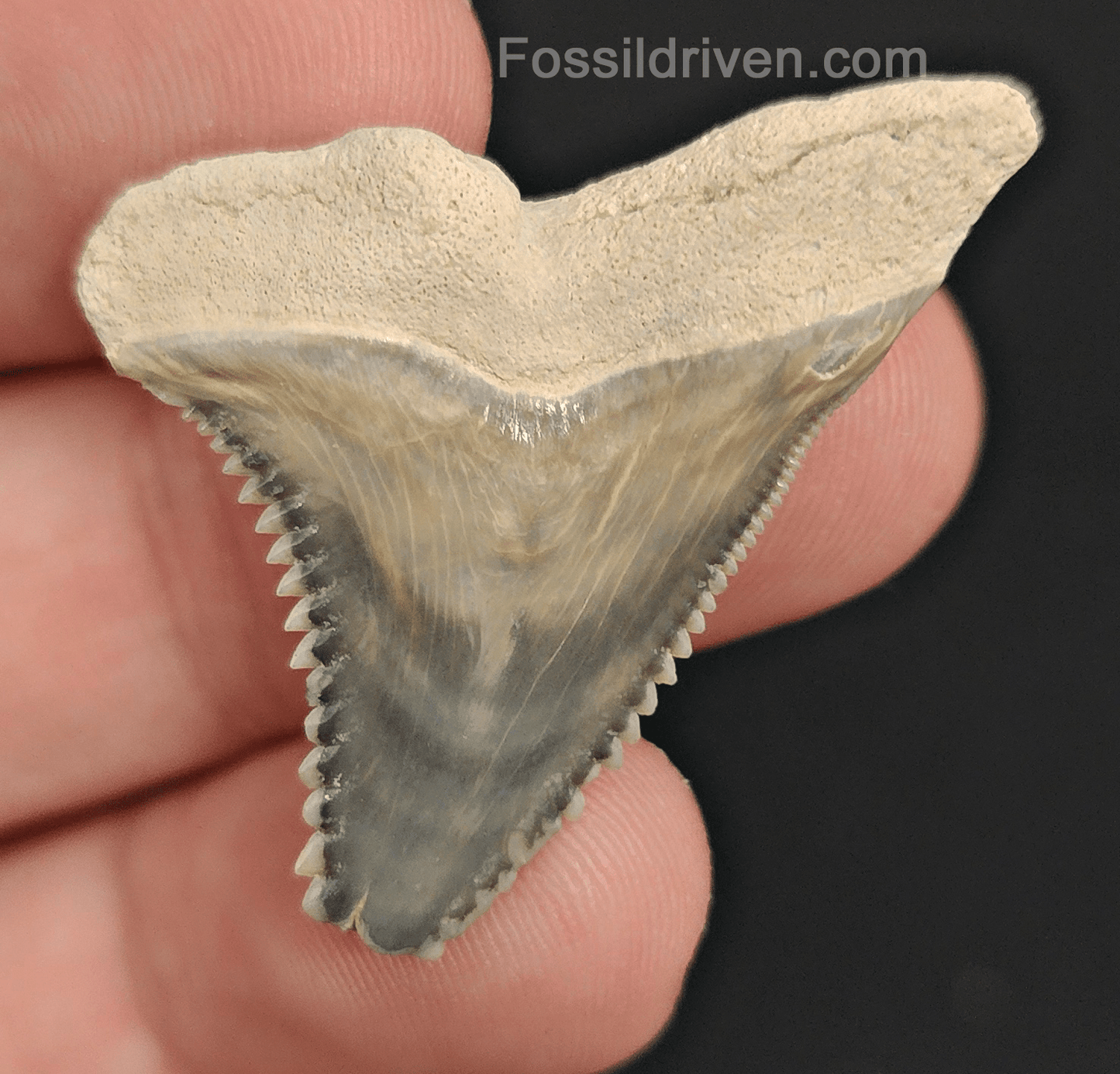 Authentic, 1.44" Fossil Hemipristis Tooth - Bone Valley, Florida - Fossil Driven