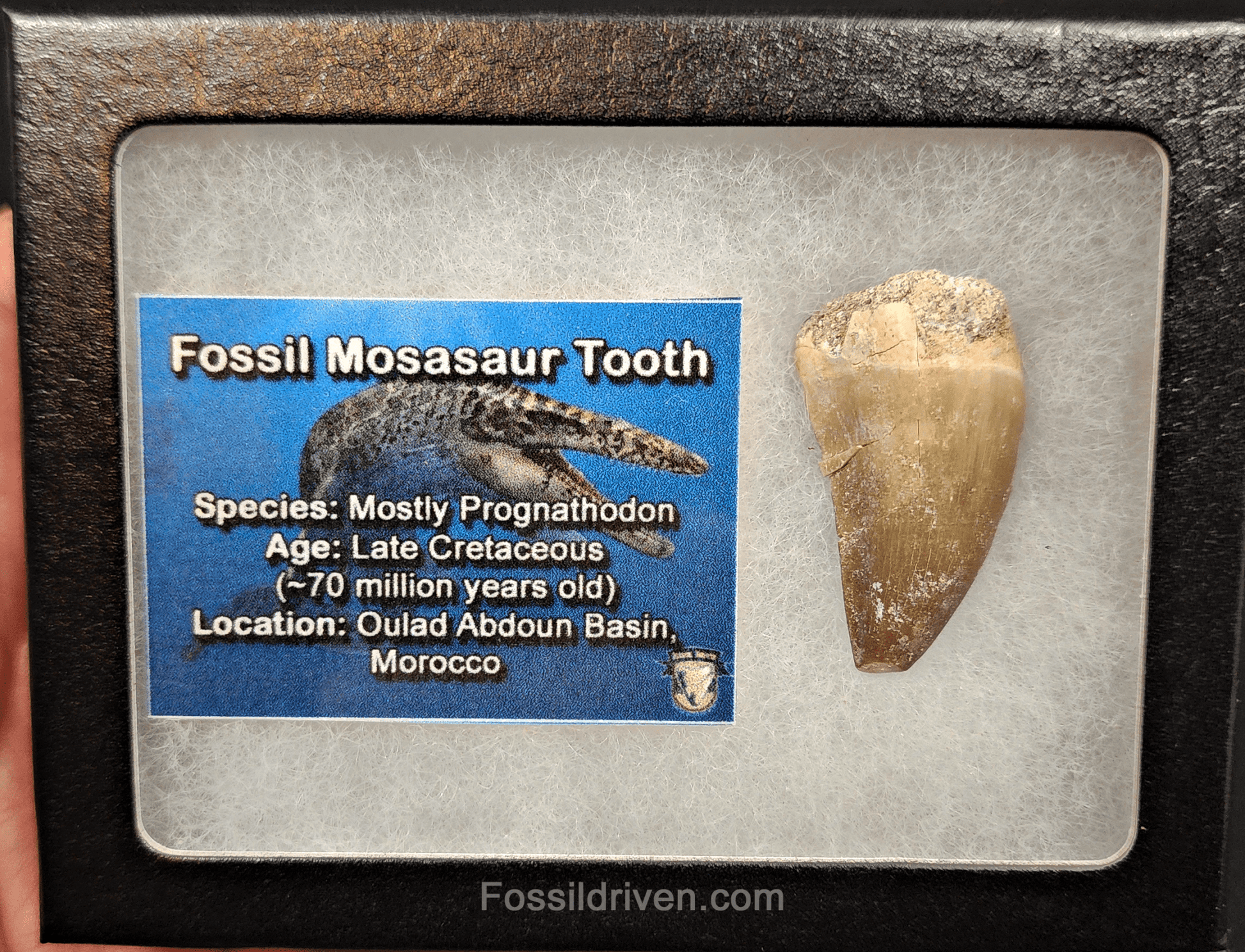Authentic, 1.46" Mosasaur Tooth - Morocco - Fossil Driven