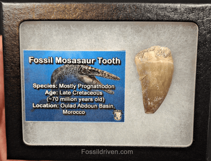 Authentic, 1.46" Mosasaur Tooth - Morocco - Fossil Driven