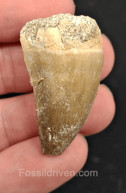 Authentic, 1.46" Mosasaur Tooth - Morocco - Fossil Driven