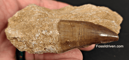 Authentic 1.53" Mosasaur Tooth in Matrix - Morocco - Fossil Driven