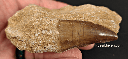 Authentic 1.53" Mosasaur Tooth in Matrix - Morocco - Fossil Driven