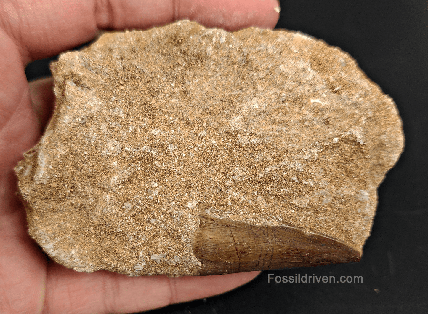 Authentic 1.53" Mosasaur Tooth in Matrix - Morocco - Fossil Driven