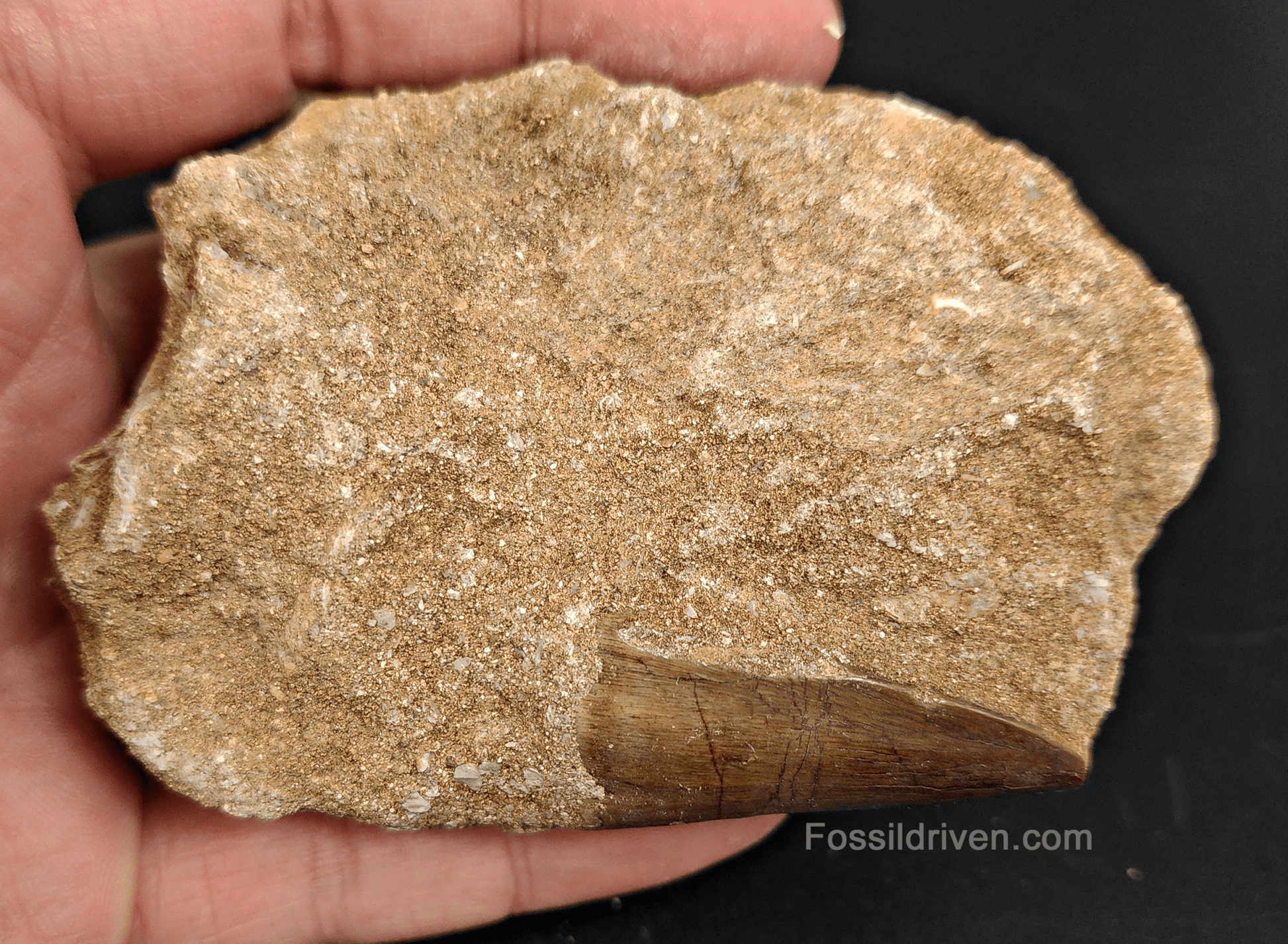 Authentic 1.53" Mosasaur Tooth in Matrix - Morocco - Fossil Driven