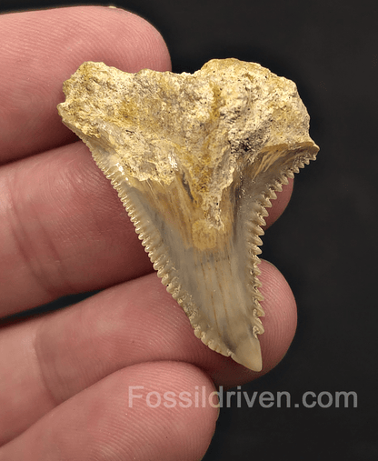 Authentic, 1.55" Fossil Hemipristis Shark Tooth - Java, Indonesia - Fossil Driven