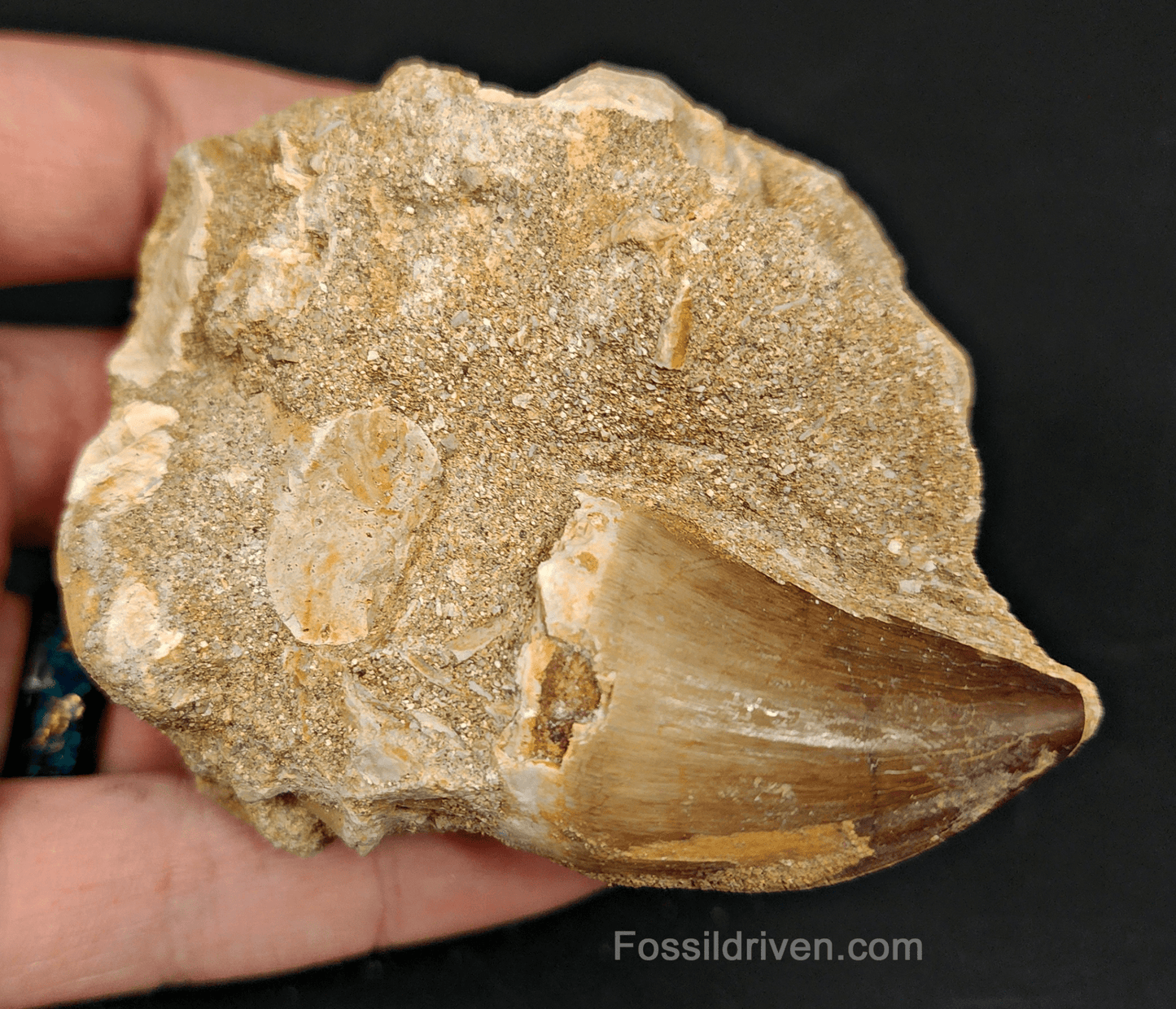 Authentic 1.58" Mosasaur Tooth in Matrix - Morocco - Fossil Driven