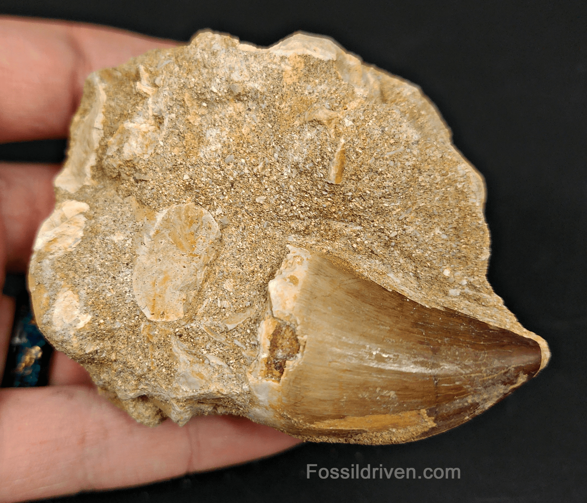 Authentic 1.58" Mosasaur Tooth in Matrix - Morocco - Fossil Driven